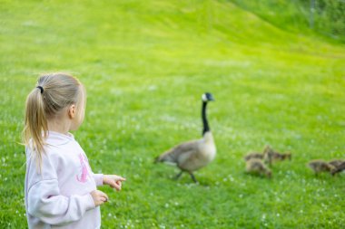 çocuk ilgiyle izliyor Goslings Kanada kaz, Brant Kanadalı yeşil çayır üzerinde ebeveynleri ile ilgili doğa ve ilgili hayvanlar