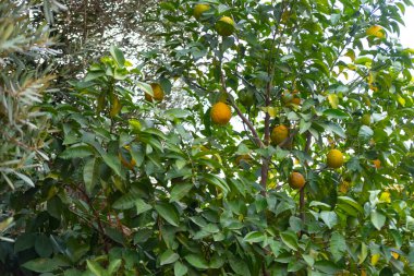 Portakal ağacı dolgun Rutaceae ailesi, güneşin öptüğü canlı narenciye meyveleri, doğanın bereketi ve sadeliğin güzelliği.