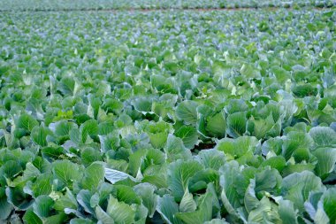 young cabbage plants, Brassica oleracea, green fields of ripening agro culture, agricultural concept, environmentally friendly plants, vegetable production, fertilizer application, food crisis