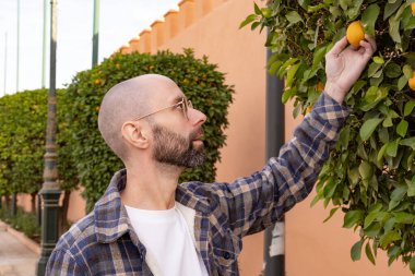 Fas 'ta erkek turist. Kamu bahçesindeki portakal ağacının yanında. Elinde taze seçilmiş portakal, kültür, tarım mirası ve basit zevkler var.