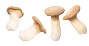 Kral istiridye mantarları, Pleurotus eryngii izole edilmiş, mantar yetiştirme, gıda ve beslenme, bahçıvanlık ve tarım gibi yenilebilir taze mantarlar.