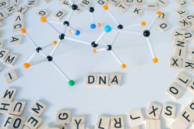 Kelime DNA 'sına yakın çekim, harflerle ahşap karelerin dağılımı, ışık arkaplanındaki moleküler bileşiklerin modeli, genom, konsept, genetik bilgi, bilimsel kimyasal yenilik