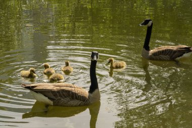 Kazlı kazlar gölde yüzüyor, Brant Kanadalı yeşil çayır üzerinde ebeveynleri ormanlık alanda, aile su kuşları doğal yaşam alanında, kuş göçü kontrolü