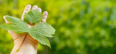 Kadın elinde kalp şeklinde yeşil yaprak, arka plan yaz ruh hali konsepti mevsimsel yenilenme gücü doğa, güç yenilenmesi doğa, zaman açık hava, yaz havası.