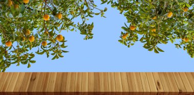 orange tree adorned with plump, Rutaceae family, sun-kissed vibrant citrus fruits, nature's abundance and beauty of simplicity clipart
