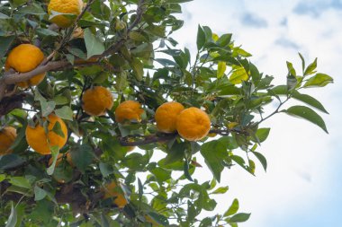 Olgun narenciye dolu portakal ağacı bereketli yeşilliklerin, Rutaceae ailesinin arasında duruyor. Doğanın sonsuz gücü, bereketli hasat ve tarım refahı.