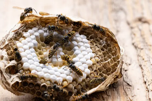 Bal peteğindeki Vespula vulgaris arıları, insanlar için güvenlik tehlikesi arz ediyorlar, doğal arı yuvaları larva, yumurta, koloni sosyal böcekleri, agresif davranış arıları yuvalarını savunuyorlar.