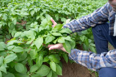 Kaliteli patates hasadını kontrol eden çiftçi, bitki sağlığı yeşili patatesler, tüberküloz bitkisi, solnum tübersum, tarım sahnesi, tarım arazisi, çiftlik hayatı 