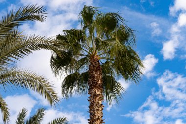 Egzotik yapraklar lüks hurma ağaçları Phoenix Dactylifera, doğal güzellik tropik ve subtropik, sonsuz tropikal arka plan, seyahat acenteleri, oteller, havayolları için egzotik afişler.