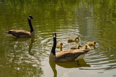 Kazlı kazlar gölde yüzüyor, Brant Kanadalı yeşil çayır üzerinde ebeveynleri ormanlık alanda, aile su kuşları doğal yaşam alanında, kuş göçü kontrolü