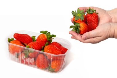 Beyaz arka planda bahçe çilekleri olan plastik tepsi, kadın elinde olgun böğürtlen, bahçıvanlığı ve taze ürünü temsil eden doğa ve bitkileri temsil ediyor.