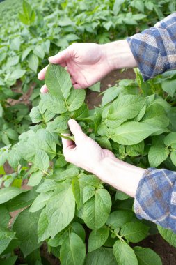 Yeşil patatesler, tüberküloz bitkisi, solnum tübersum, tarım sahnesi, tarla olgunlaşması, tarım arazisi, çiftlik hayatı. 