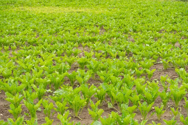 Stock image picturesque landscape sugar beet fields stretching towards horizon, essence agricultural productivity and natural resources support livestock