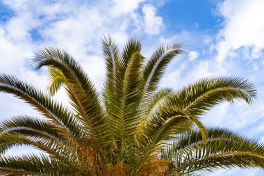 Egzotik yapraklar lüks hurma ağaçları Phoenix Dactylifera, doğal güzellik tropik ve subtropik, sonsuz tropikal arka plan, seyahat acenteleri, oteller, havayolları için egzotik afişler.