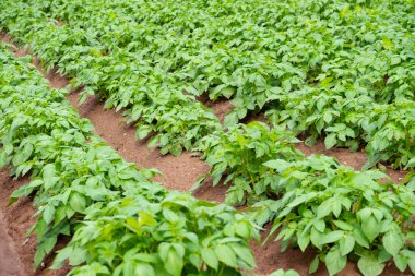 Kaliteli patates hasadını kontrol eden çiftçi, bitki sağlığı yeşili patates üstü, tüberküloz bitkisi, solnum tübersum, çiftçinin gururu, tarım arazisi 