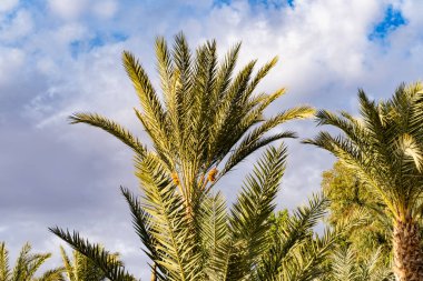 mavi gökyüzü üzerinde tropikal Afrika tarihi Phoenix Dactylifera bulutlar, konsept üstünlük, doğal güzellik tropikleri, sonsuzluk tropik arka plan, seyahat acenteleri, oteller, havayolları için pankart