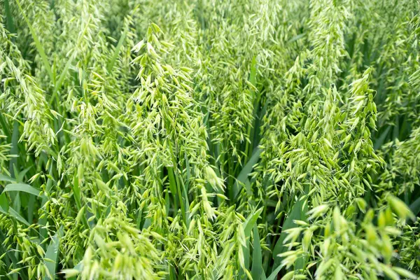 stock image ears green young oats swaying in breeze, ripening crop diligent farmer, farming landscape, promise rich fruitful harvest, Nature's bounty