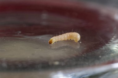 sitotroga gevrek larvası Angoumois tanecikli güve, Sitotroga gevreği cam kavanozda sürünüyor, içeri girmeye çalışıyor, gıda endüstrisindeki haşerelerle savaşıyor, yiyecek stoklarını depoluyor.