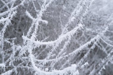 Yaprak ve ağaç dallarında güzel kristal don, dondurucu sabah, kış havası konsepti, doğanın güzelliği, duvar kağıdı için arka plan