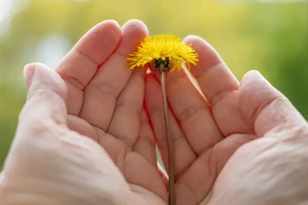 stock image Delicate mature female hands gently cradling vibrant dandelion flower, Nature and Aging gracefully, skin care in maintaining softness and elasticity