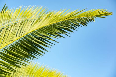 Canlı yeşil palmiye yaprağı sembolü macera ve keşif, seyahat ve tatil temalı projeler için mükemmel, sükunet ve rahatlama