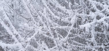 Yaprak ve ağaç dallarında güzel kristal don, dondurucu sabah, kış havası konsepti, doğanın güzelliği, duvar kağıdı için arka plan