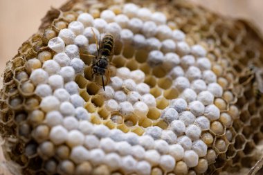 Eşek arısı kovanları, doğal arılar larva yuvaları, Vespula vulgaris yumurtaları, koloni tehlikeli böcekler, insanlar ve evcil hayvanlar, potansiyel tehlike, böcek mimarisi