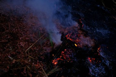 burning conflagration, burning ash, charred dry grass in forest, acrid gray smoke, wildfire, rural fire unplanned, uncontrolled and unpredictable fire in area combustible vegetation, harming nature clipart