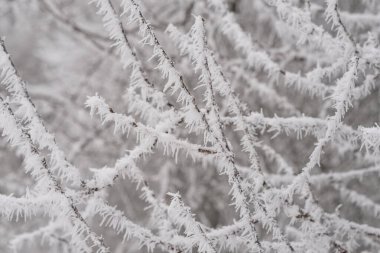 Yaprak ve ağaç dallarında güzel kristal don, dondurucu sabah, kış havası konsepti, doğanın güzelliği, duvar kağıdı için arka plan