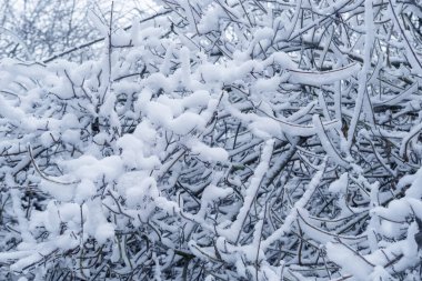 Yaprak ve ağaç dallarında güzel kristal don, dondurucu sabah, kış havası konsepti, doğanın güzelliği, duvar kağıdı için arka plan