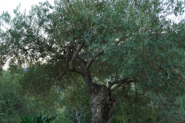 Çiçek açan manolya dalları, canlı çiçek arkaplanı, tatlı kokularıyla havayı dolduran ve neşe ve sükunet hissi uyandıran, İlkbaharın Özü, Doğa Güzelliği 