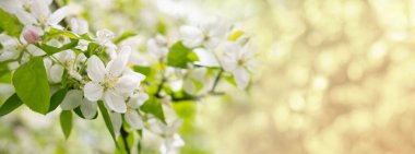 Yakın plan beyaz çiçek açan elma ağacı çiçekleri. Taze bahar çiçekleri. Bahar temaları ve arka planlar için mükemmel, web tasarımı ve reklamcılığı için.