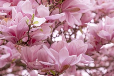 Çiçek açan manolya dalları, canlı çiçekli arka plan, havayı tatlı kokularıyla doldurmak ve neşe ve sükunet hissi uyandırmak, İlkbaharın Özü, Güzellik Doğası