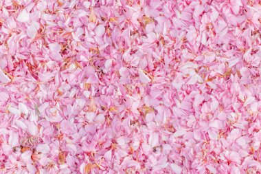 Birçok düşen taze çiçek açan kiraz ağacının pembe yaprakları rüzgarda sallanıyor parlak güneş ışınlarında, bahar çiçekleri açıyor, pembe arka plan, bahar doğası.