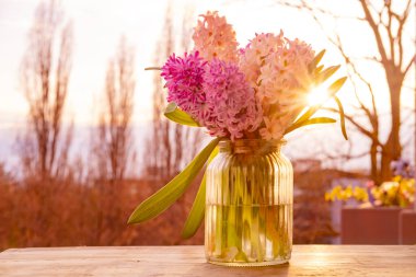 Spring bouquet of white and purple hyacinths in glass vase against natural background in rays of setting sun, new beginnings, Ecological blog clipart