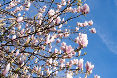 Pink magnolia buds and flowers sway against blue sky, soft pastel colors and gentle movement create sense of springtime beauty and tranquility clipart