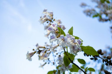 Yakın plan beyaz, çiçek açan Paulownia tomentosa çiçekleri. Taze bahar çiçekleri. Bahar temaları ve arka planlar için mükemmel, web tasarımı ve reklamcılığı için.