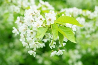 Yakın plan beyaz çiçek açan elma ağacı çiçekleri. Taze bahar çiçekleri. Bahar temaları ve arka planlar için mükemmel, web tasarımı ve reklamcılığı için.