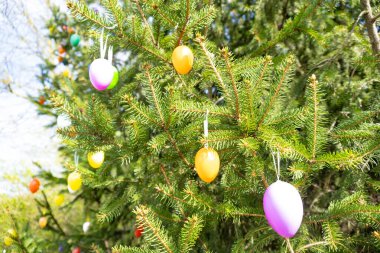 Geleneksel renkli Paskalya yumurtaları yeşil bahar dallarında sallanıyor ladin ağacını parlak güneş ışınlarıyla süslüyor, Paskalya ağacını süslüyor, güzel doğal arka plan, geleneksel geleneği koruyor.