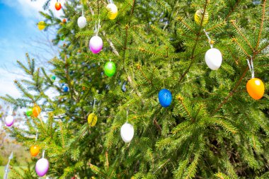 traditional colored Easter eggs hanging on green spring branches spruce tree in rays bright sun, decorating Easter tree, Beautiful natural background, preserving folk tradition clipart