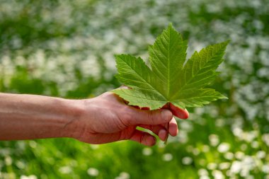 Erkek elinde yeşil yaprak, arka plan yaz ruh hali konsepti mevsimsel yenilenme gücü, sağlıklı yaşam tarzı, güç yenilenmesi doğa, açık havada zaman.