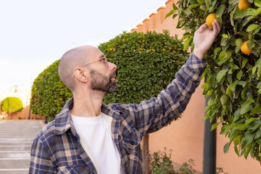 Fas koruluğunda portakal toplayan bir çiftçi. Citrus hasadı, tarım ve tropikal tarım hayatı
