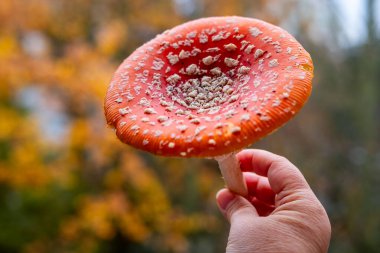 Kişi kırmızı Amanita muscaria mantarı, yakın plan tarımsal mantar, zehirli vahşi doğa, orman tabanı, doğal halüsinojen, açık hava keşfi, egzotik mantar büyümesi