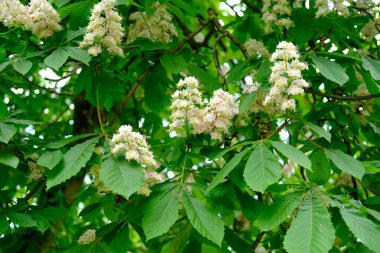 Yakın plan beyaz, çiçek açan at kestane ağacı çiçekleri. Taze bahar çiçekleri. Bahar temaları ve arka planlar için mükemmel, web tasarımı ve reklamcılığı için.