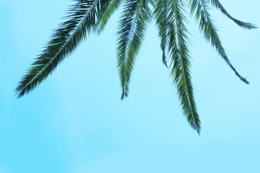 Canlı yeşil palmiye yaprağı sembolü macera ve keşif, seyahat ve tatil temalı projeler için mükemmel, sükunet ve rahatlama