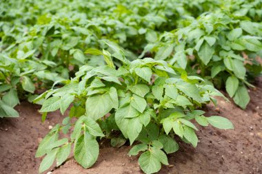 Kaliteli patates hasadını kontrol eden çiftçi, bitki sağlığı yeşili patatesler, tüberküloz bitkisi, solnum tübersum, tarım sahnesi, tarım arazisi, çiftlik hayatı 