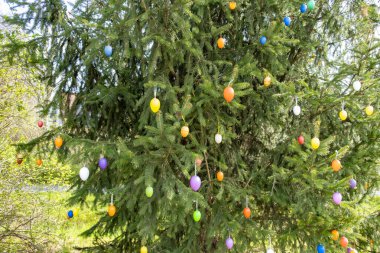 Geleneksel renkli Paskalya yumurtaları yeşil bahar dallarında sallanıyor ladin ağacını parlak güneş ışınlarıyla süslüyor, Paskalya ağacını süslüyor, güzel doğal arka plan, geleneksel geleneği koruyor.