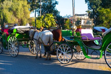 Marakeş turistleri ve yerliler şehrin labirent sokaklarında geleneksel at arabalarıyla, Marakeş 'in Ebedi Cazibesi, otantik deneyimle neşeyle geziniyorlar.