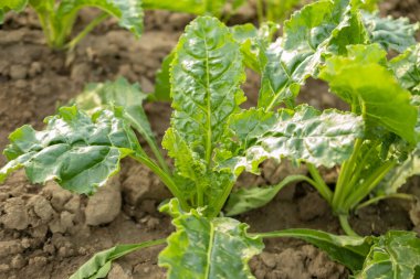 Şeker pancarı tarlası, şeker üretimi için hayati önem taşıyan tarlalar, verimli yeşil yapraklar, tarlada yetişen, hasat için hazır, şeker üretimi, tarım açısından zengin tarım arazileri.