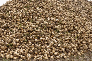 Şeker pancarları yüksek, şeker üretimi için hayati önem taşıyan ürünler, verimli yeşil yapraklar araziye yayılmış, tarlada yetişiyor, hasat, şeker üretimi, tarım açısından zengin tarım arazileri için hazır.